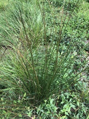 Juncus effusus