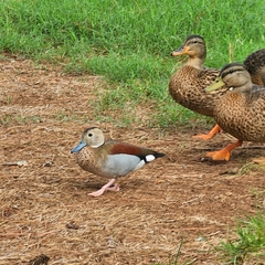 Callonetta leucophrys