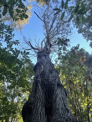 Kretzschmaria deusta