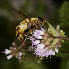 Helophilus fasciatus