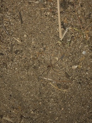 Kukulcania