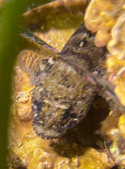 Gobius paganellus
