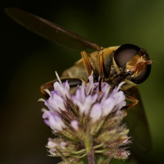 Helophilus fasciatus