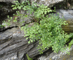 Asplenium ruta-muraria