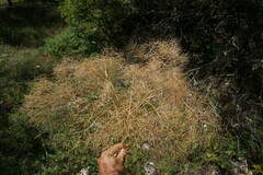 Prangos trifida
