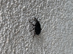 Scyphophorus acupunctatus