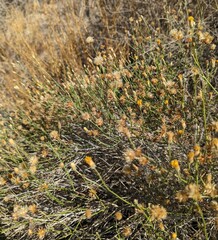 Lepidospartum squamatum