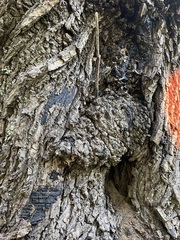 Kretzschmaria deusta