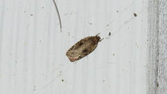 Agonopterix pulvipennella
