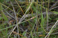 Eleocharis rostellata
