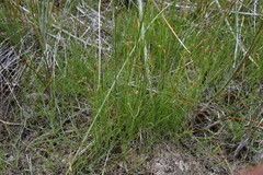 Rhynchospora capillacea