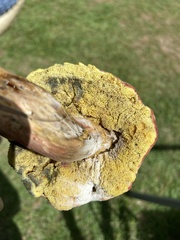 Hortiboletus rubellus