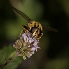 Helophilus fasciatus