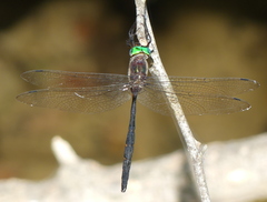 Somatochlora linearis