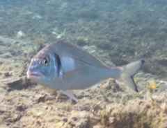 Sparus auratus