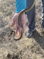 Thamnophis marcianus