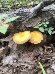 Pluteus chrysophlebius