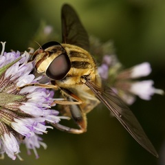 Helophilus fasciatus