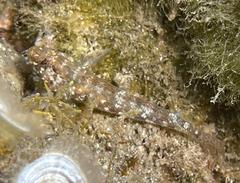 Gobius