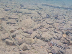 Micropterus dolomieu