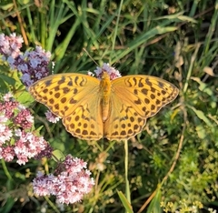 Argynnis