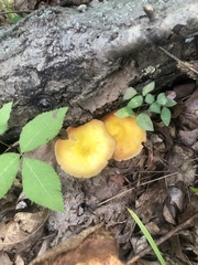 Pluteus chrysophlebius