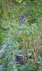 Aconitum firmum