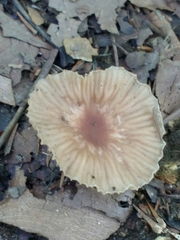 Fungi