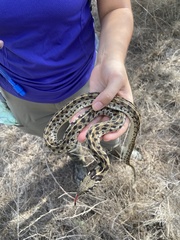 Thamnophis marcianus