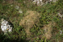 Prangos trifida