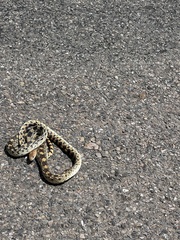 Pituophis deppei