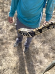 Thamnophis marcianus