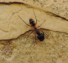 Camponotus substitutus