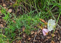 Oenothera coronopifolia