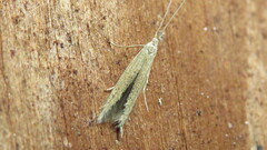 Coleophora