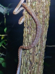 Boiga