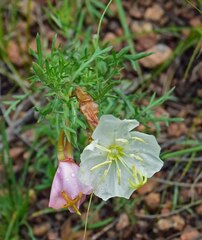 Oenothera coronopifolia
