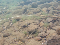 Micropterus dolomieu