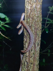 Boiga