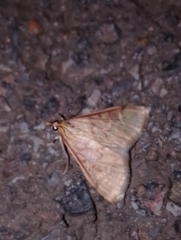 Ostrinia nubilalis