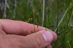 Rhynchospora capillacea