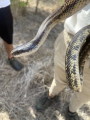 Pantherophis obsoletus