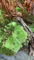 Leucobryum glaucum