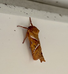 Triodia sylvina
