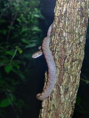 Boiga