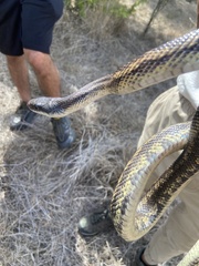Pantherophis obsoletus