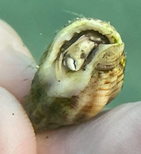South-claw Hermit Crab, photo 2 of 7