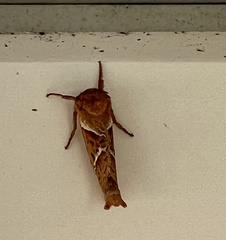 Triodia sylvina