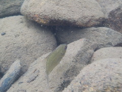 Ambloplites rupestris