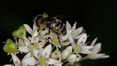 Eristalis dimidiata